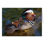 Mandarin Duck cards
