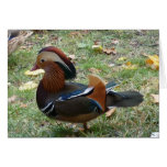 Mandarin duck cards