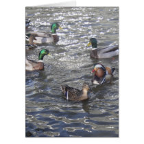 Mandarin Duck Card
