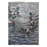 Mandarin Duck Card