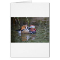 Mandarin Duck Cards