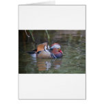 Mandarin Duck cards
