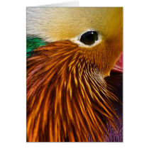 Mandarin Duck Card