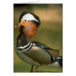 Mandarin duck cards