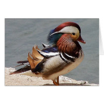 Mandarin Duck Card