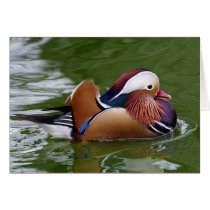Mandarin Duck Card