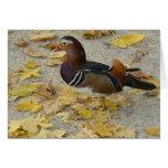 Mandarin duck II - Postcard