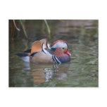 Mandarin Duck Post Cards