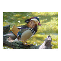 Mandarin Duck posters by bernie_lantz Mandarin Duck posters