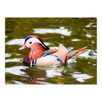 Mandarin Duck posters by Sherlockdonatello Mandarin Duck posters