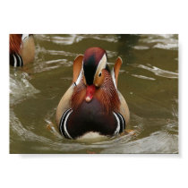 Mandarin Duck posters by austinecs Mandarin Duck posters