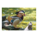 Mandarin Duck posters by bernie_lantz Mandarin Duck posters