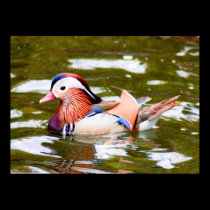 Mandarin Duck posters by Sherlockdonatello Mandarin Duck posters