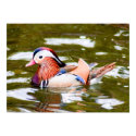 Mandarin Duck posters by Sherlockdonatello Mandarin Duck posters