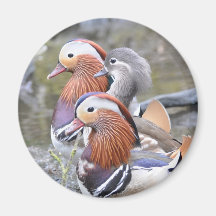 Mandarin Duck Trio Refrigerator Magnets