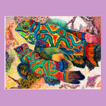Mandarin Fish Art postcards