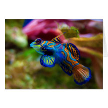 Mandarin Fish Synchiropus splendidus Cards