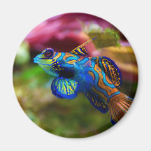 Mandarin Fish Synchiropus splendidus Fridge Magnets