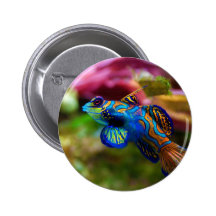 Mandarin Fish Synchiropus splendidus Pins
