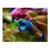 Mandarin Fish Synchiropus Splendidus Post Cards