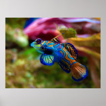 Mandarin Fish Synchiropus splendidus Posters