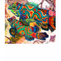 Mandarin Fish t-shirts