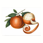 Mandarin Oranges Antique Chinese Painting posters