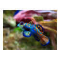 Mandarinfish posters by beverlytazangel Mandarinfish posters