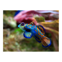 Mandarinfish posters