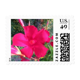 Mandavilla vine flowers postage stamp