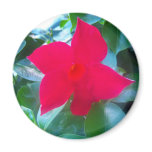 Mandevilla Red Riding Hood  flower magnets