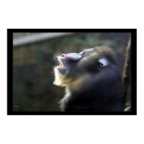 Mandrill #2 posters