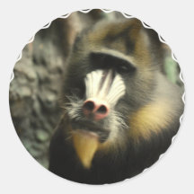 Mandrill Face  Stickers