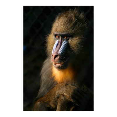 Mandrill Monkey Print by beverlytazangel