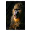 Mandrill Monkey posters by beverlytazangel Mandrill Monkey posters