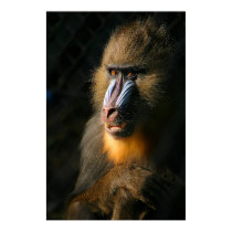 Mandrill Monkey posters