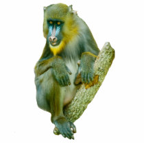 Mandrill Picture photo sculptures by kphotos Mandrill Picture photo sculptures