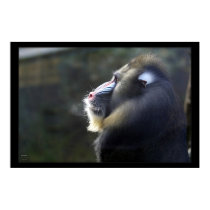 Mandrill posters
