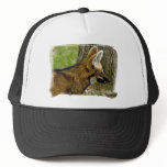 Maned Wolf  1529 Hat
