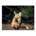 Maned Wolf lying down Postcards