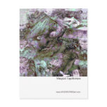 Mangled Togetherness Post Card