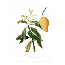 Mango posters