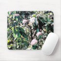 Mango Tree mousepads by zoespeak Mango Tree mousepads