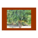 MANGO TREE posters