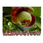 Mangosteen Postcards