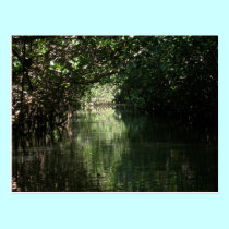 Mangrove Canopy, Tenacatita, Mexico postcards