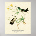 Mangrove Hummingbird Art Print