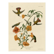 Mangrove Hummingbird Postcard