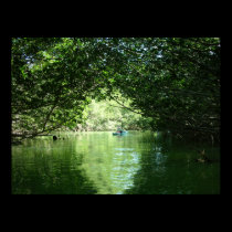 Mangrove Kayaking posters