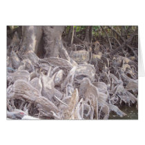 Mangrove Roots Greeting Cards
